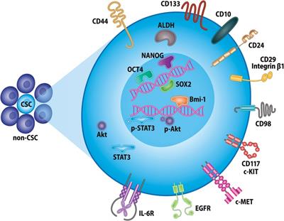 Bmi-1: A master regulator of head and neck cancer stemness